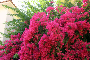 Bougainvillea flowers tree 