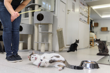 Woman Volunteer playing with cat in animal shelter - obrazy, fototapety, plakaty