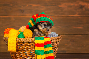 Yorkshire terrier puppy sitting in a wicker basket with knitting balls on a wooden background with...
