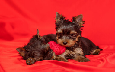 York terrier puppies lying on a red background with a small heart