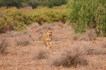 Lion en safari big five au Kenya