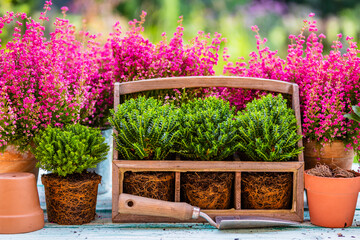  Heather and Hebe seedlings with garden tools on the garden table. 