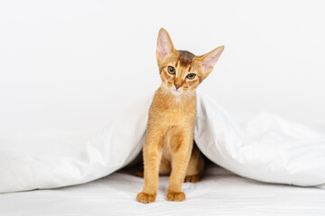 Abyssinian kitten sits under a blanket on the bed
