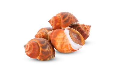 Babylonia areolata isolated on white background.