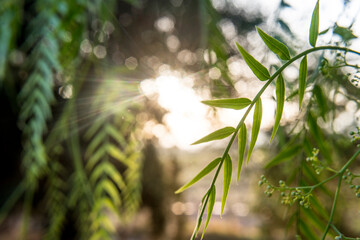 Naklejka premium False pepper leaves photographed at sunrise