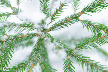 Winter background of spruce in snow