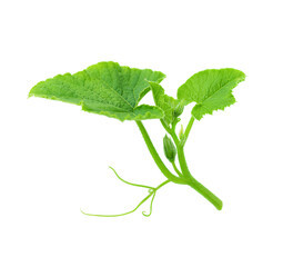 Pumpkin green leaf isolated on white surface