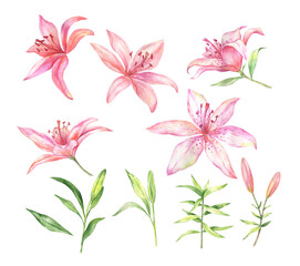 Fototapeta na wymiar Watercolor illustration of pink lily flowers