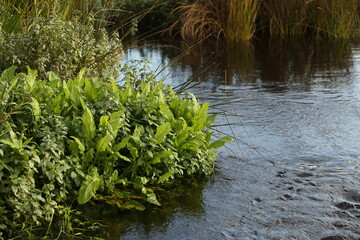 River plants and reflection in the river macro. High quality photo