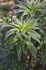 beautiful green plant in full bloom