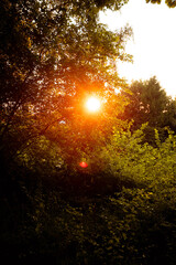 Fototapeta premium Sonnenuntergang durch Natur
