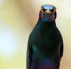 Oiseau du parc Kruger