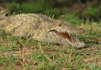 Crocodile d'Afrique du Sud
