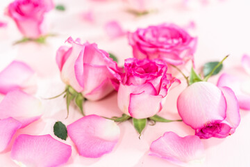 Fototapeta premium Pink roses