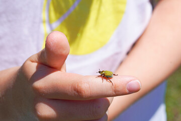Gold dust tree beetle on hand. Insect close up. Hoplia argentea.