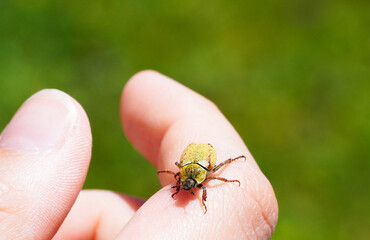Gold dust tree beetle on hand. Insect close up. Hoplia argentea.