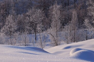 冬景色 白馬村　霧氷