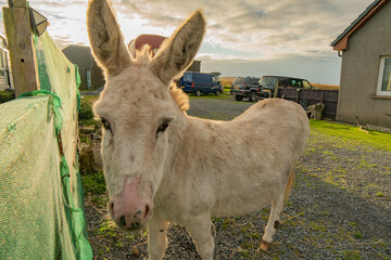 Donkey close up with Sunrise behind in Scotland rescued Donkey in the morning in Islay Scotland enjoying the nature