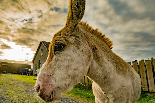 Donkey close up with Sunrise behind in Scotland rescued Donkey in the morning in Islay Scotland enjoying the nature