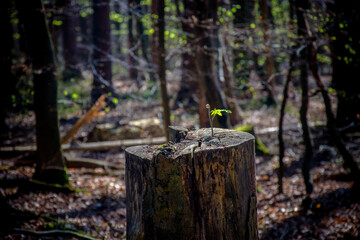 New plant on an old tree trunk