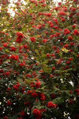 Rote Beeren am Baum