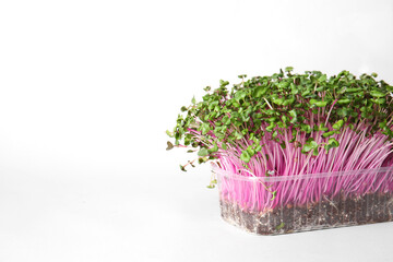 Plastic container with fresh micro green on white background