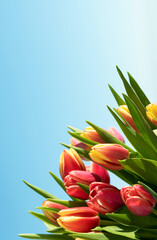 spring flowers banner-a bouquet of pink tulip flowers on a blue sky background. Congratulations on International Women's Day, March 8, birthday, mother's Day. Copy space. Mock up. Soft focus.
