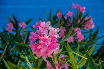 Pink  flowers and blue sky