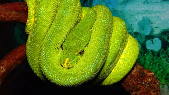 Morelia viridis, commonly known as the green tree python