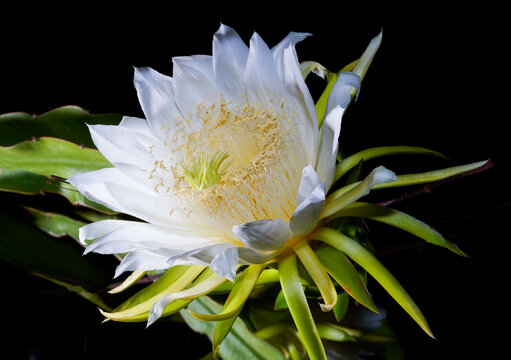 A dragon fruit flower in full bloom at night, overlord flower