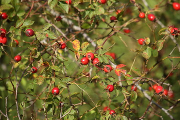 Autumn rosehip twigs with red berries. High quality photo