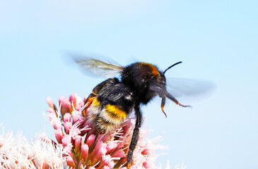 Bumblebee collecting nectar on a flower. Insect close up in flight.