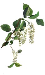 Bird cherry flowers branch isolated on white background illustration for all prints.