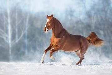 Red Horse run gallop in winter snow wood landscape
