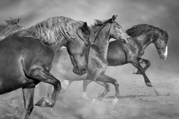Horses run gallop isolated on desert dust. Black and white