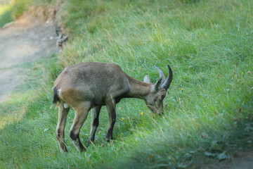 Capra ibex ibex. Stambecco fotografato nel Parc Animalier di Introd, in Valle d'Aosta.