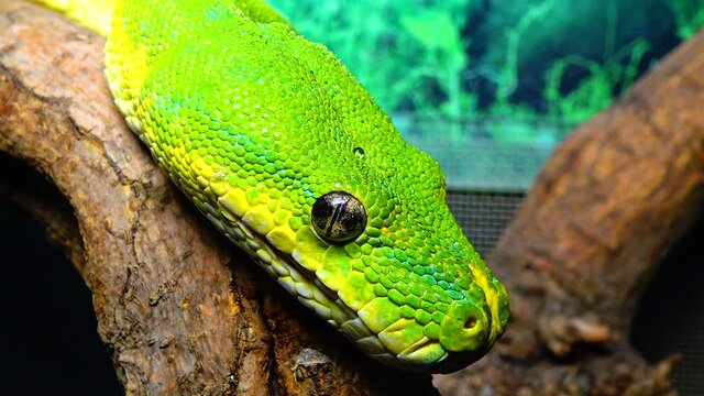 Morelia viridis, commonly known as the green tree python