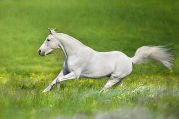 Naklejka na ściany i meble White arabian stallion free run in stipa flowers meadow