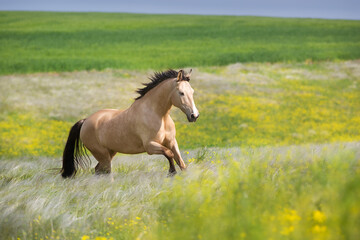 Buckskin horse free run in stipa and flowers meadow
