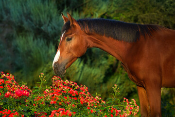 Bay horse portrait in red roses - obrazy, fototapety, plakaty