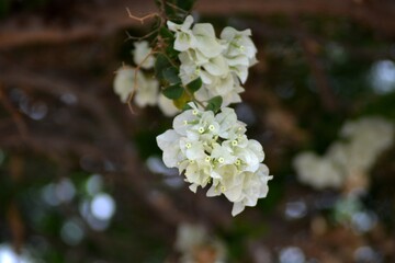A beautiful white flower in the garden