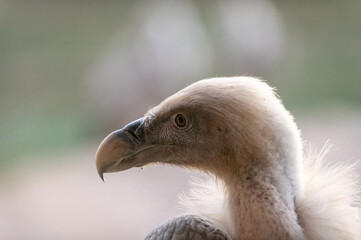 portrait of a griffon vulture, gyps fulvus, a scavenger bird in captivity in a spanish zoo. Spain