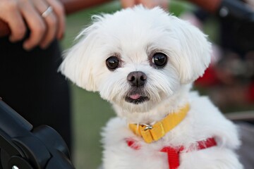 공원에산책나온강아지입니다