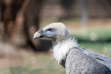 portrait of a griffon vulture, gyps fulvus, a scavenger bird in captivity in a spanish zoo. Spain