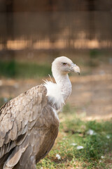 portrait of a griffon vulture, gyps fulvus, a scavenger bird in captivity in a spanish zoo. Spain