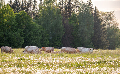 Brown cows in meadow. Green field with rural farm animals in summertime