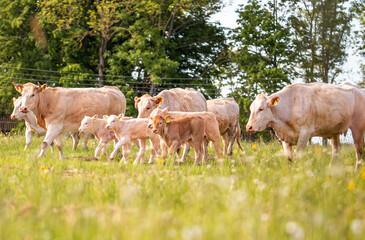 Fototapeta na wymiar Brown cows in meadow. Green field with rural farm animals in summertime