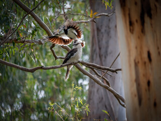 Magpie Lark on Top Of Kookaburra