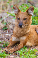 Dhole or Indian Wild Dog lying alongside the road resting after a hunt in Tadoba National Park, India