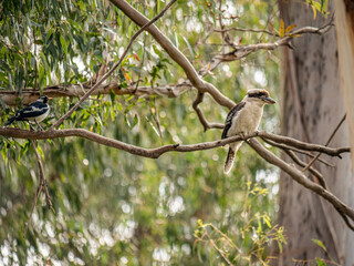 Magpie Lark With Kookaburra